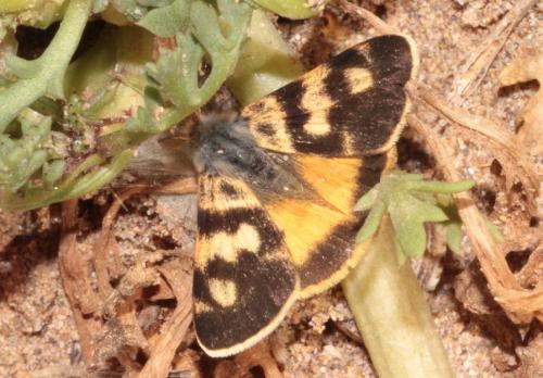 Orgyia dubia